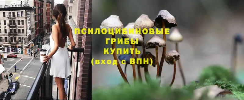 Галлюциногенные грибы Psilocybine cubensis  закладки  Пятигорск 